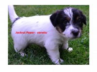 /album/jackrus-jackrussell/jackrus-power-29-7-2014-jpg1/